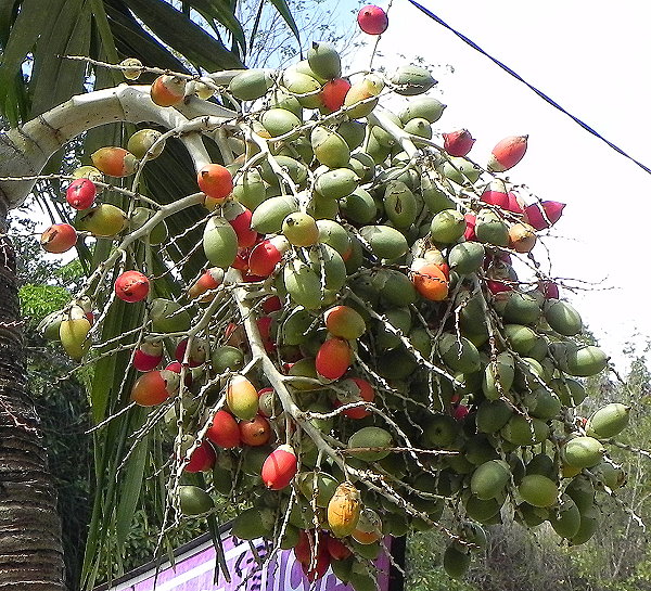 DSCN4439ab