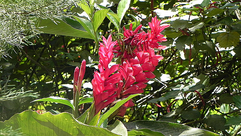 DSCN4495a