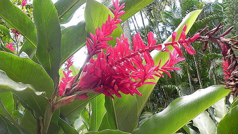 DSCN4496a