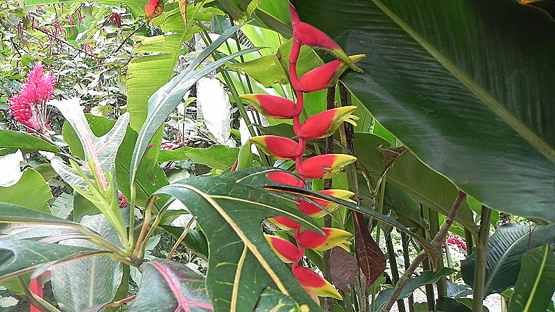 DSCN4498a