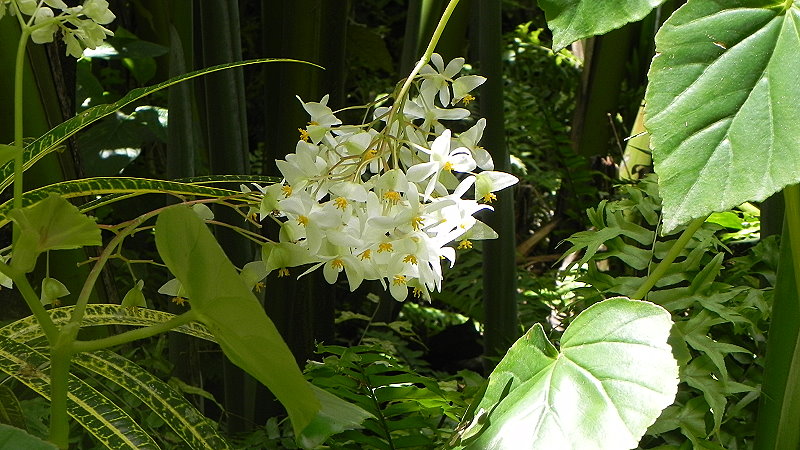 DSCN4501a