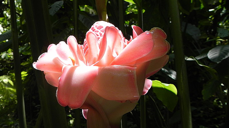 DSCN4512a