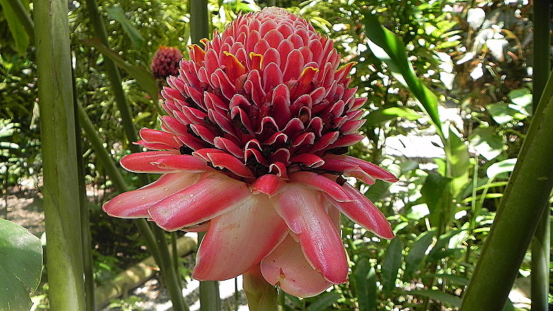 DSCN4513a