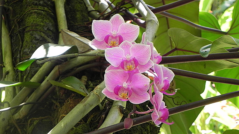 DSCN4517a