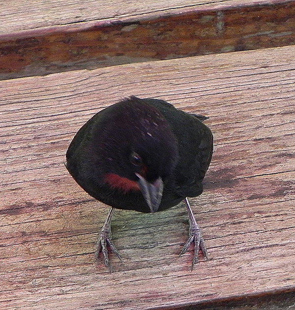 DSCN4541ab