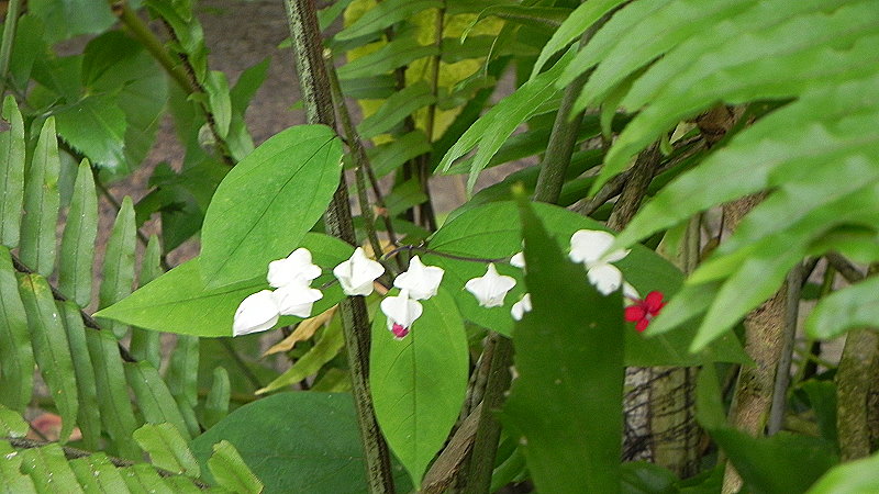DSCN4564a