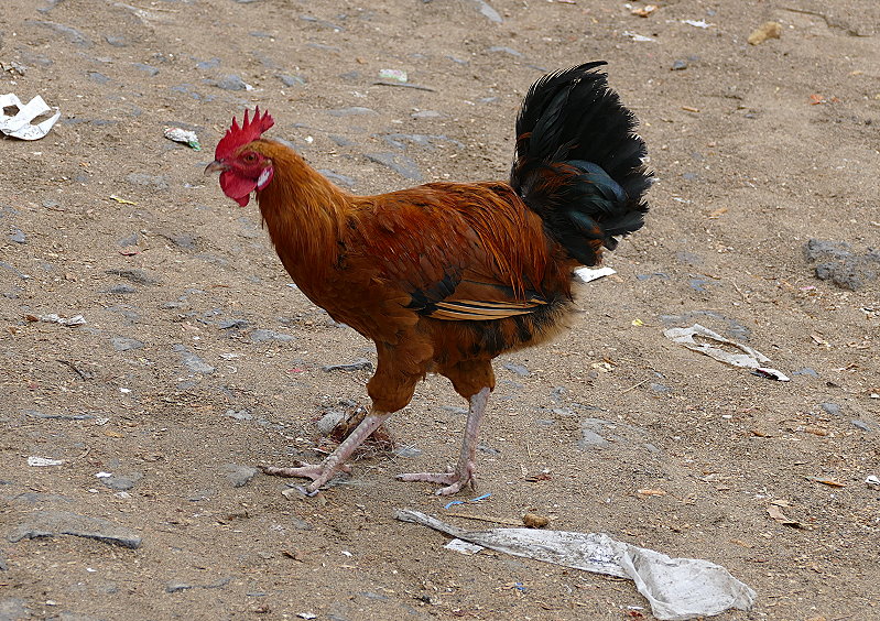 P1030597a