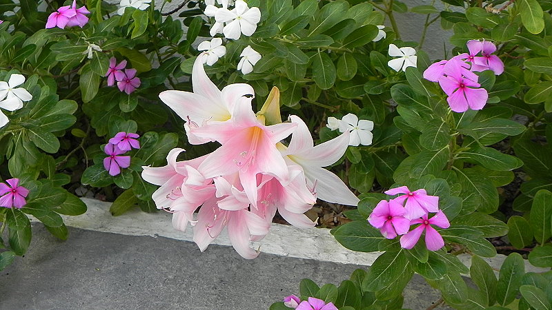 DSCN0771a
