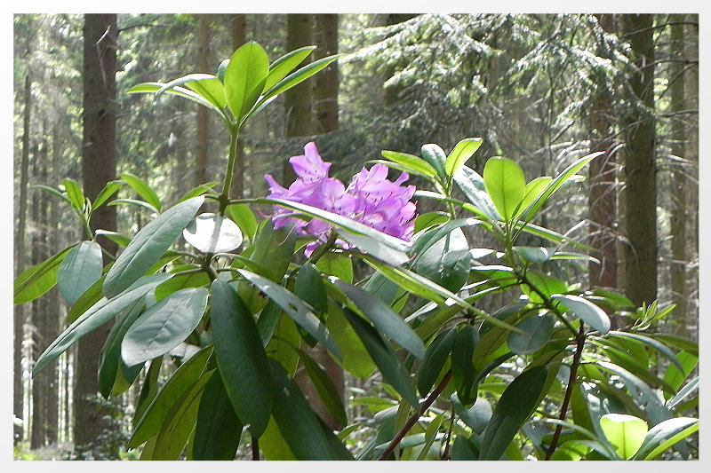 DSCN5202ab