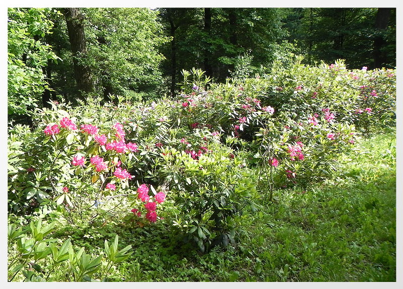 DSCN5208ab