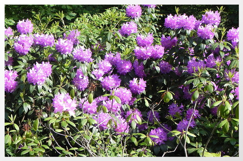DSCN5209ab