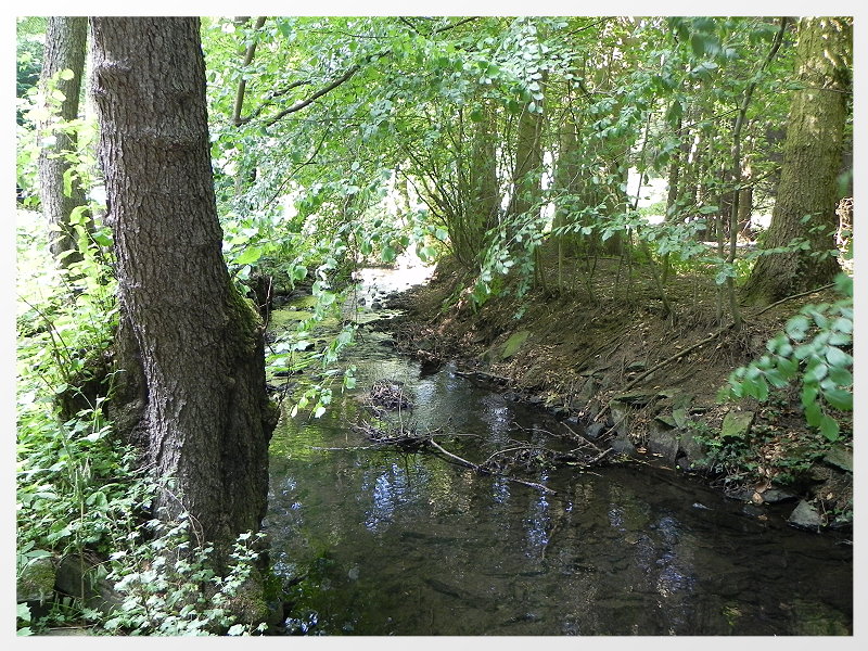 DSCN5632a
