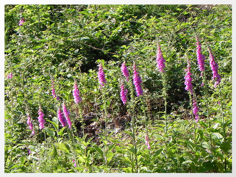 DSCN5647a