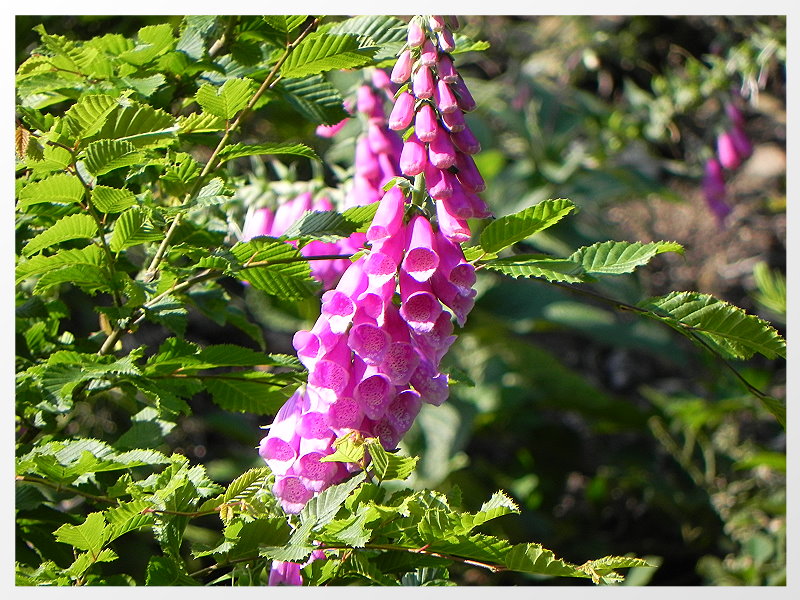 DSCN5649a