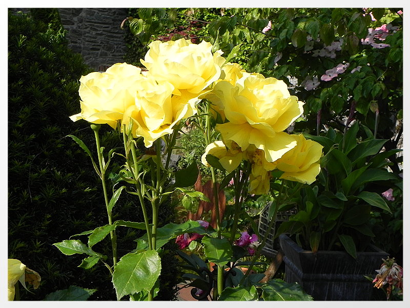 DSCN5650a