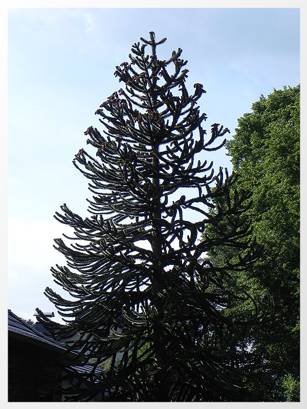 DSCN5657a