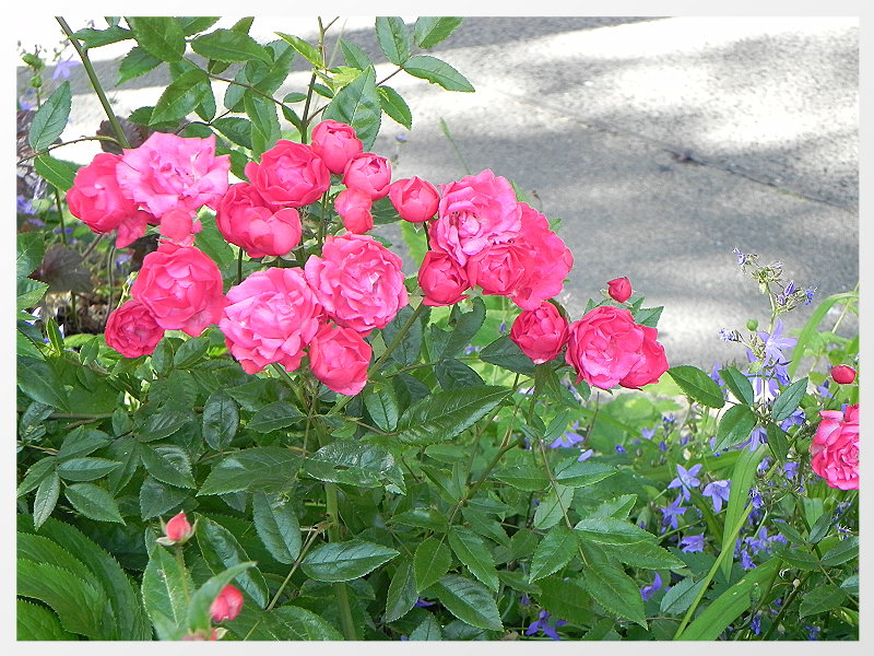 DSCN5659a