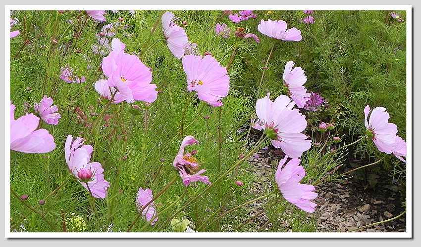 DSCN6352ab