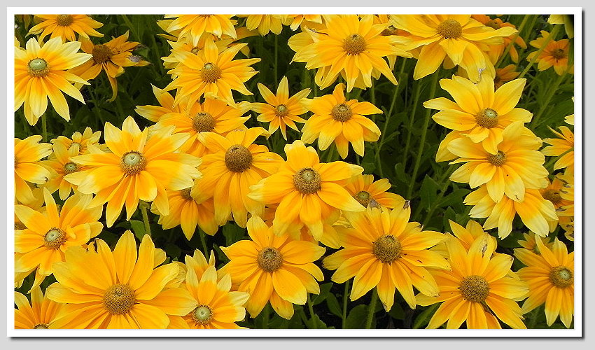 DSCN6358ab