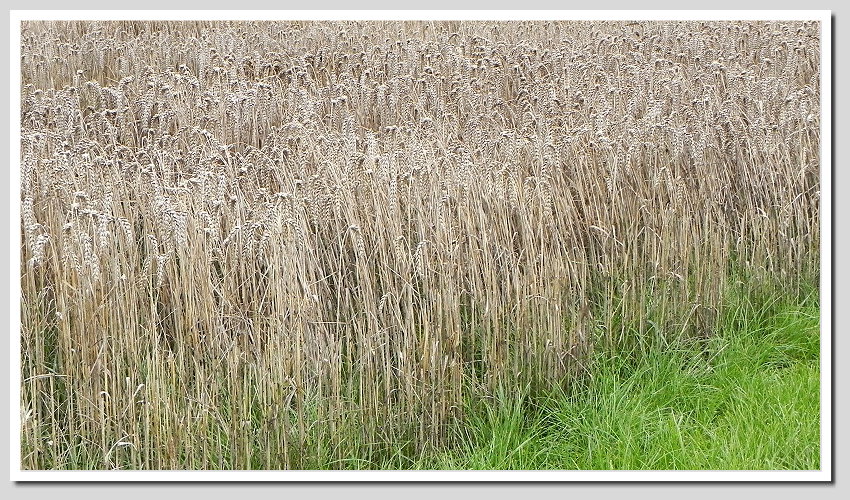 DSCN6399ab