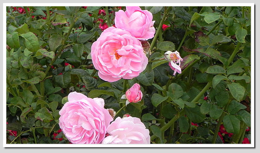 DSCN6411ab