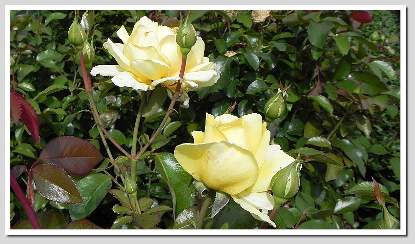DSCN6487ab