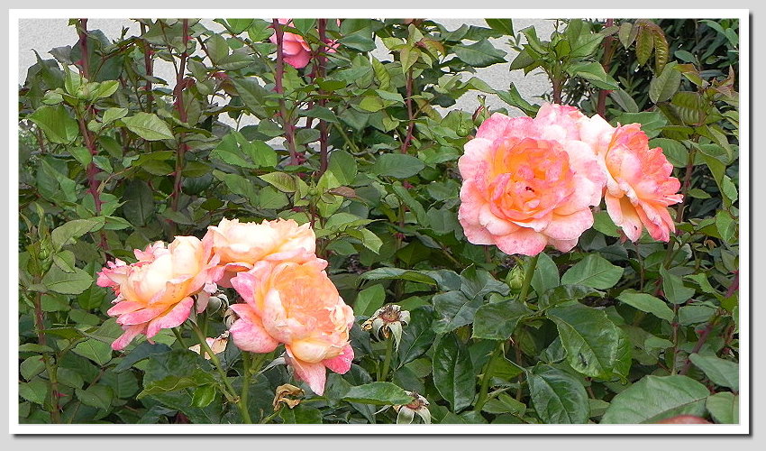 DSCN6489ab