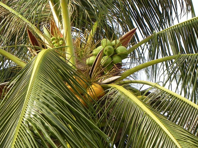 Palmeneu