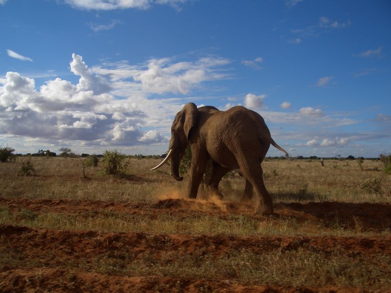 Safari